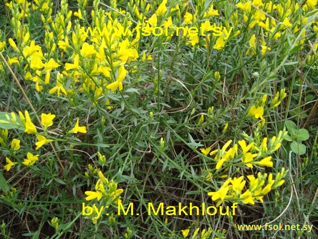 Genista lydia Bioss. Var. antiochia (Boiss.) P. Gibbs.